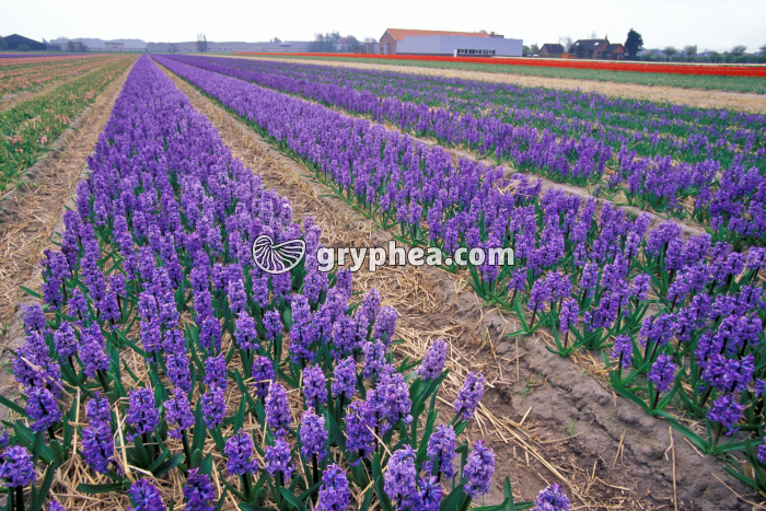 Jacinthe (Hyacinthus orientalis) - cultures - gryphea.org